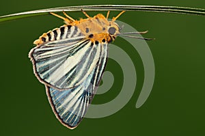 Bibasis gomata/male/butterfly photo