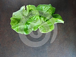 Bibb Lettuce leaves against a dark background photo