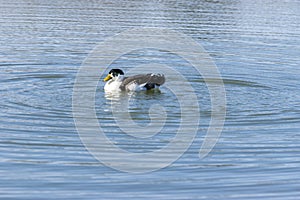 Bibbed Domestic Mallard Duck swimming in lake