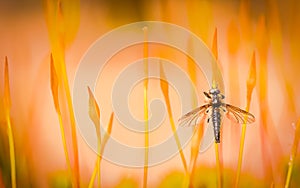 Bibio Reticulatus and orange background photo