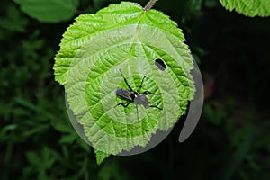 Bibio vestitus fly vision detail close up posed flower photo