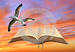 Bible birds of freedom sky clouds flying fly flight spiritual spirituality god bibles open heaven heavens jesus prayer pray christ