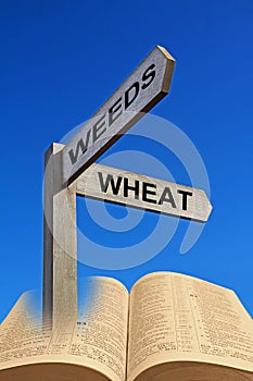 Bible direction arrows wheat and weeds parable