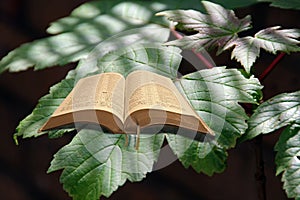 Bible on forest leaf