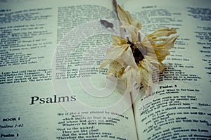 Bible : Psalms photo