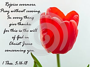 Bible quotes on blooming red tulip flower background. Card with text sign for believers. Inspirational verse thoughts