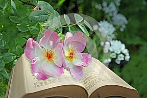 Bible and roses