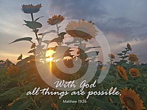 Bible verse quote - With God all things are possible. Matthew 19:26 with light of the sunset between sunflower plants. photo