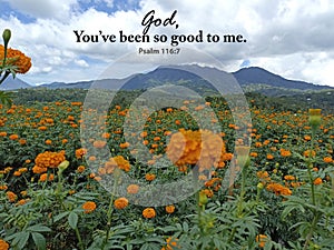 Bible verse quote - God, you have been so good to me. Psalm 116:7. With orange marigold flowers garden and mountain view