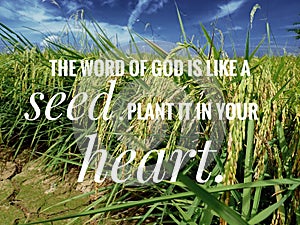 Seed of God of words from the bible verse of the day, be encouraged in daily life design for Christianity. photo