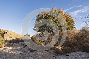 Biblical Atlantic Pistacio Pistacia atlantica Tree in a Sandy Dry Stream near the Ramon Crater in Israel