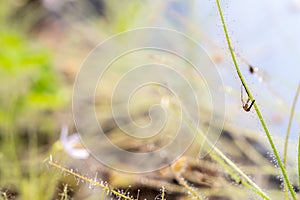 Biblis Liniflora hunting mosquito is its sticky leaves