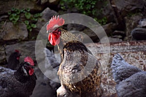 Rooster in hen yard posing for the camera.