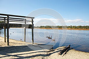 Bibra Lake Wildlife