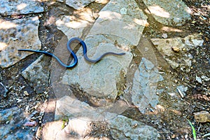 Bibroni Stiletto Snake on the hiking trail to God`s Window near Graskop