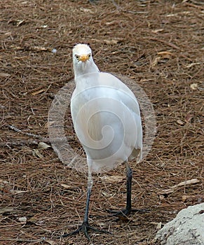 Bibulous ibis aka, Cattle Egret, funny Angry bird