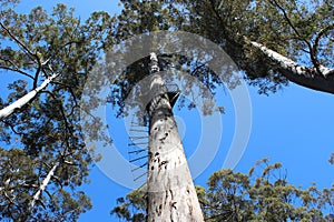 Bicentennial Tree Warren National Park West Aus photo