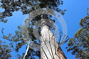 Bicentennial Tree Warren National Park West Aus photo