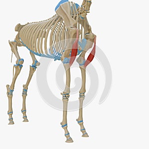 Biceps Brachii