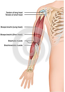 Biceps and brachioradialis anatomy 3d medical  illustration on white background