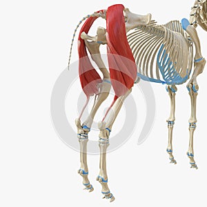 Biceps Femoris