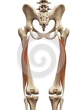 The biceps femoris long head