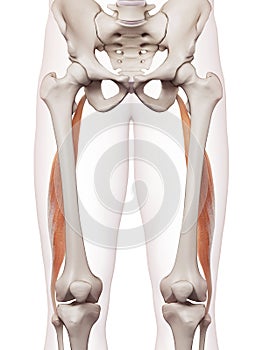 The biceps femoris longus