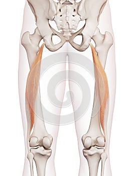 The biceps femoris longus