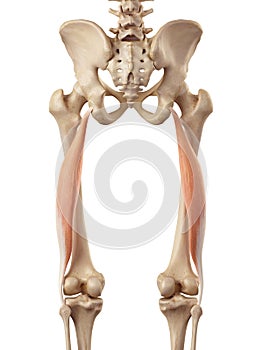 The biceps femoris longus photo