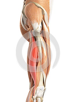 The biceps femoris longus photo