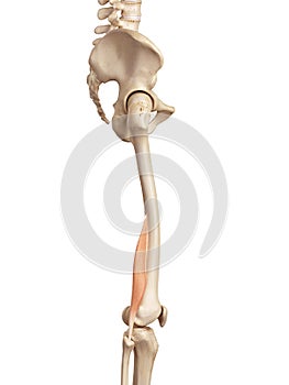 The biceps femoris short photo