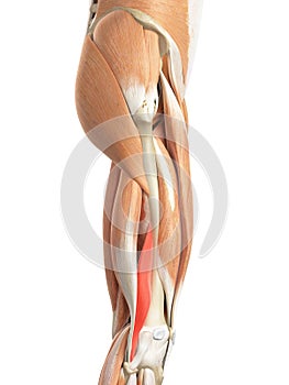 The biceps femoris short photo