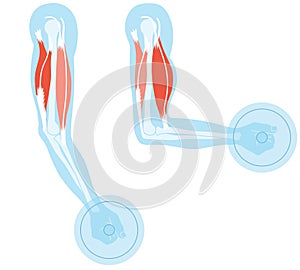 Biceps And Triceps. Extension And Flexion. Illustration
