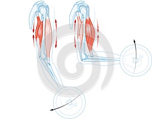 Biceps and triceps muscles. Extension and flexion