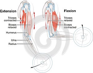 Biceps and triceps muscles. Extension and flexion