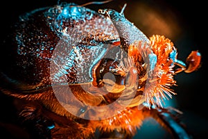 A Bichir fish in the turbid water.