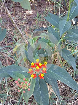 Bicho herb flower photo