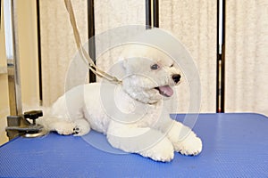 A Bichon dog after a haircut in an animal salon on a grooming table