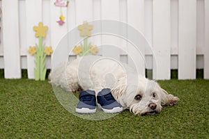 A bichon dog sitting on the grass guarding a pair of shoes