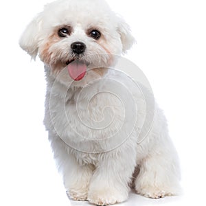 Bichon dog sticking his tongue out and feeling happy