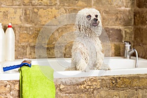 Bichon Fries in bathroom .Dog gets hair cut at Pet Spa Grooming Salon. Closeup of Dog. groomer concept