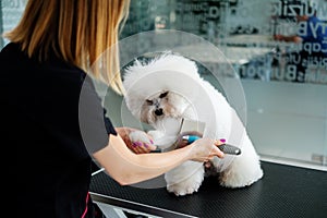 Bichon Fries at a dog grooming salon