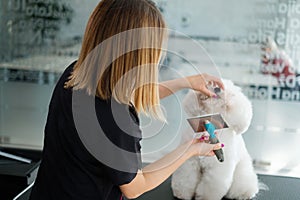 Bichon Fries at a dog grooming salon