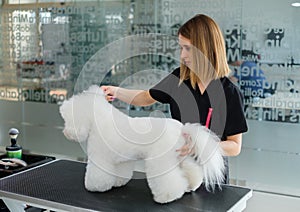 Bichon Fries at a dog grooming salon