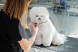 Bichon Fries at a dog grooming salon