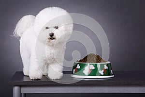 Bichon Frise photo