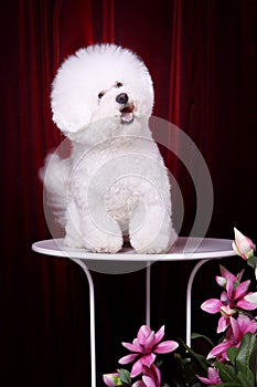 Bichon Frise photo