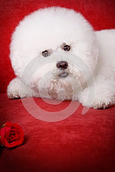 Bichon Frise photo