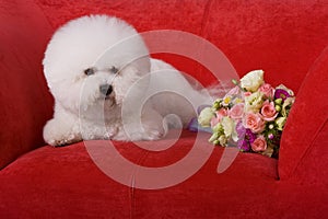 Bichon Frise photo