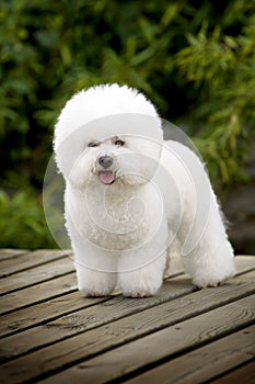 Bichon Frise